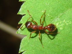 Myrmica ruginodis