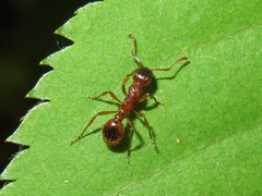 Myrmica ruginodis