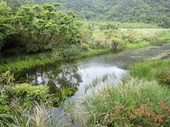 Potamogeton maackianus