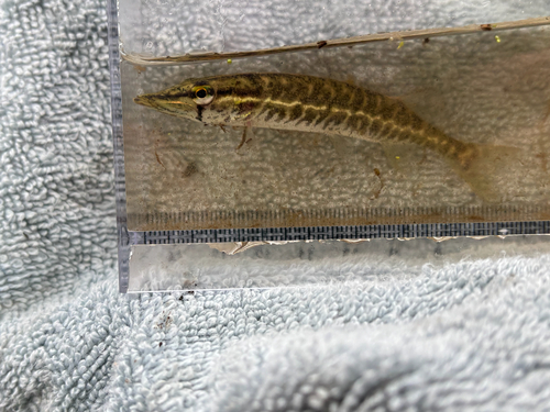 iNaturalist observation photo of Grass Pickerel
