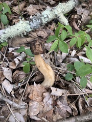 Morchella punctipes