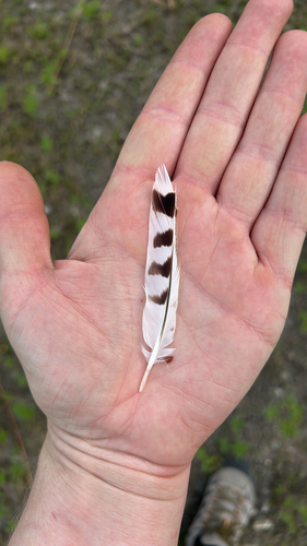 Plume de Gravelot kildir