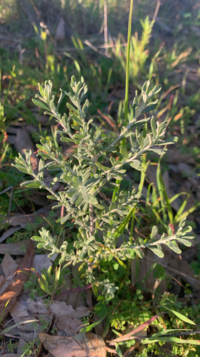 Olearia axillaris, photograph 6