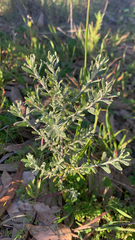 Olearia axillaris, photograph (c) Millie Brady, some rights reserved (CC BY)