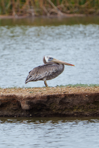 iNaturalist observation photo of Brown Pelican