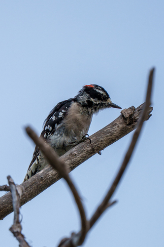 iNaturalist observation photo of Downy Woodpecker