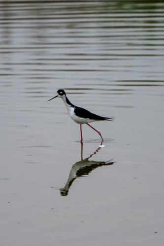 iNaturalist observation photo of Black-necked Stilt