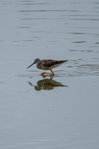 iNaturalist observation photo of Greater Yellowlegs