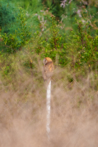 iNaturalist observation photo of American Barn Owl