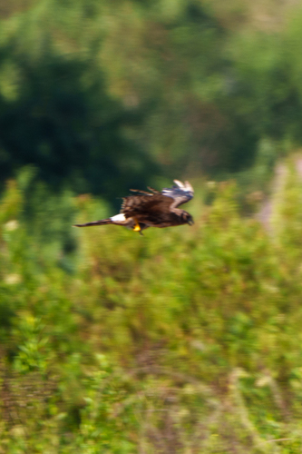 iNaturalist observation photo of Northern Harrier