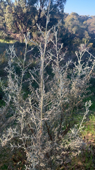 Olearia axillaris, photograph (c) Millie Brady, some rights reserved (CC BY)