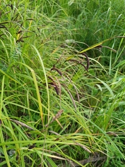 Carex acuta, photograph (c) sukhorukov_andrey, some rights reserved (CC BY)