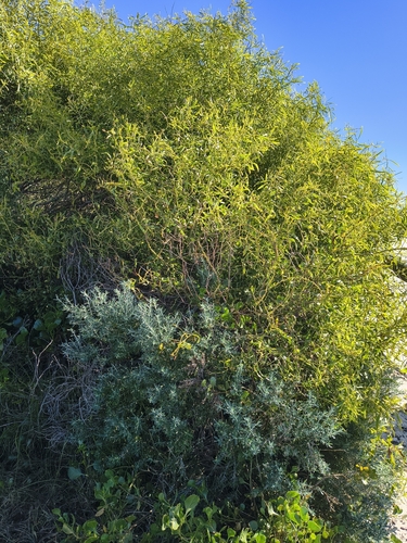 Acacia rostellifera observed 2026-07-31