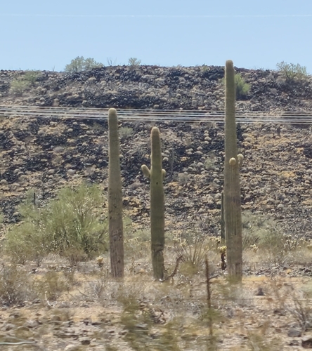 saguaro