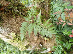 Davallia trichomanoides