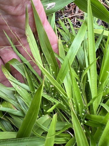 Dichanthelium laxiflorum
