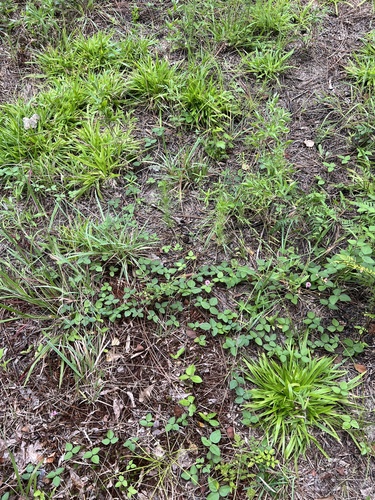 Dichanthelium laxiflorum, photograph 3
