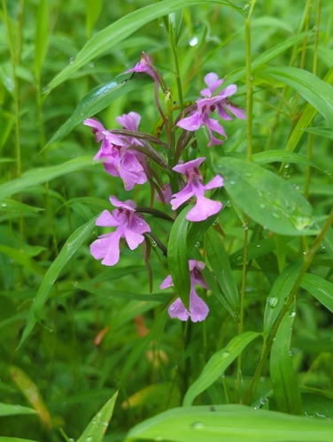 Platanthera peramoena