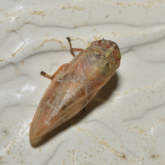Aphrophora saratogensis
