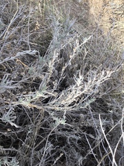 Artemisia cana
