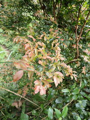 Theaceae