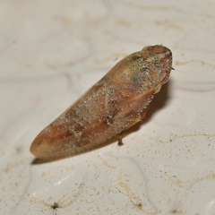 Aphrophora saratogensis