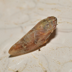 Aphrophora saratogensis