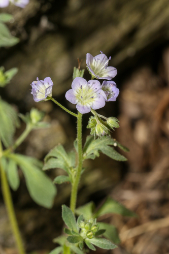 Phacelia dubia, photograph 1
