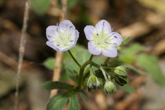 Phacelia dubia