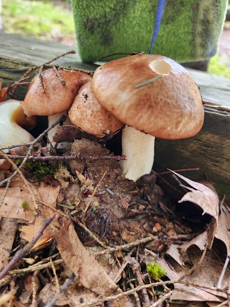 Butterball · August 2026 · photo: Photo: (c) Judy Dobles, some rights reserved (CC BY) · iNaturalist