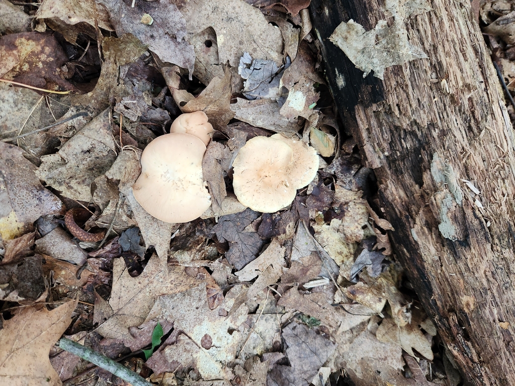Oak-loving Gymnopus · August 2026 · photo: Photo: (c) Judy Dobles, some rights reserved (CC BY) · iNaturalist