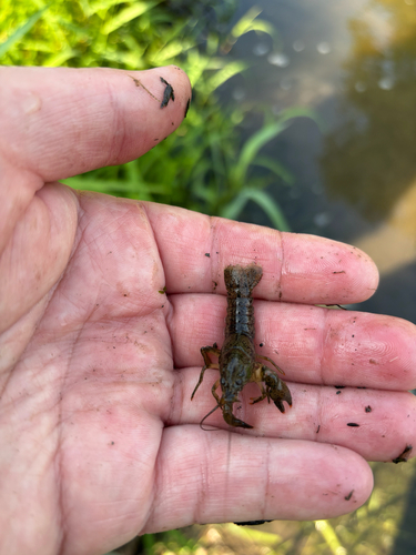 iNaturalist observation photo of Faxonius