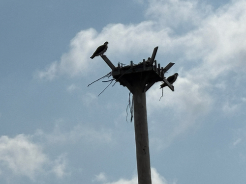 iNaturalist observation photo of Osprey