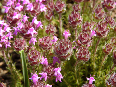 Thymus villosus