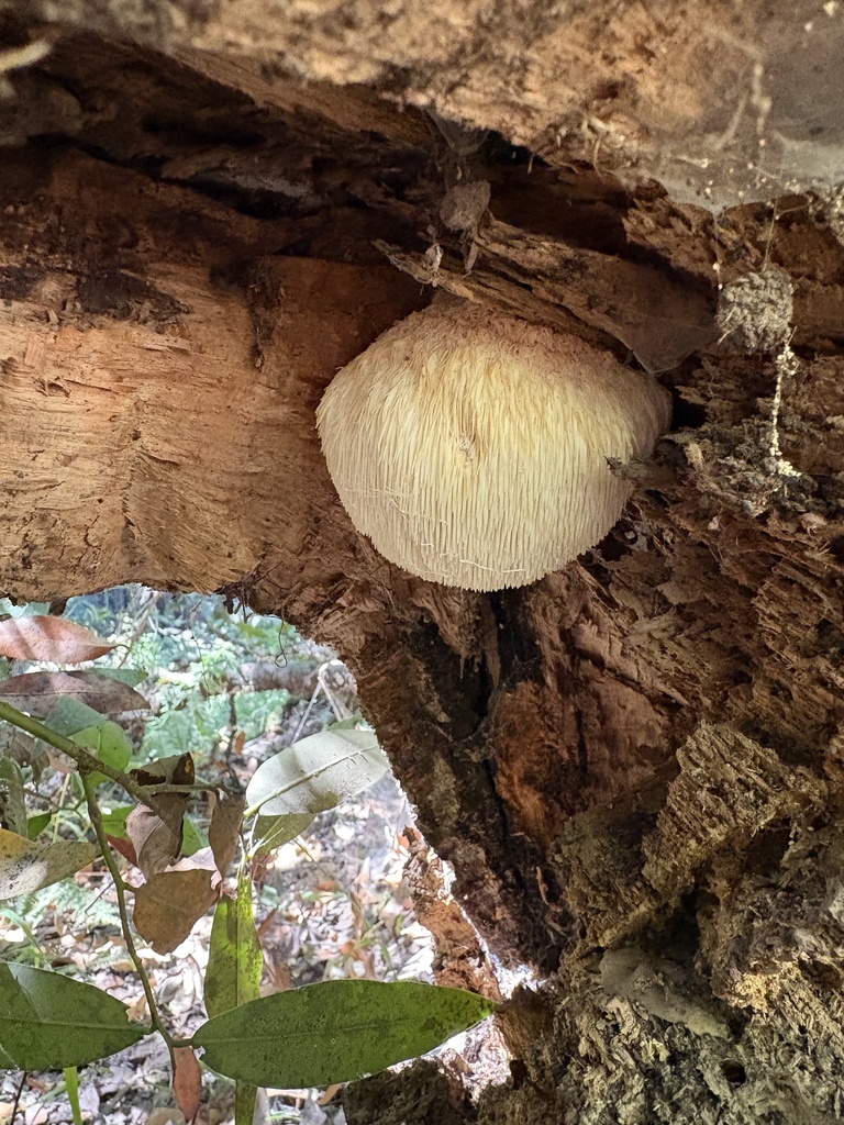 lion's-mane mushroom · August 2026 · photo: Photo: no rights reserved · iNaturalist