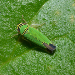 Tylozygus geometricus