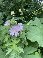 Malva thuringiaca, photograph Илья Руденко, CC BY, iNaturalist via GBIF