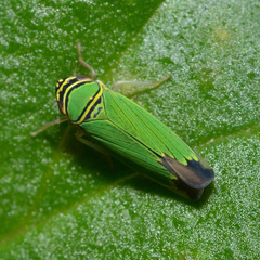 Tylozygus geometricus