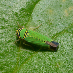 Tylozygus geometricus