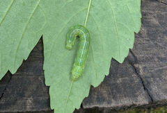 Cosmia trapezina