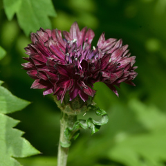 Centaurea cyanus