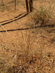 Aristida congesta