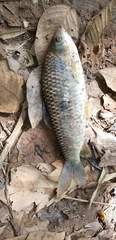 Characiformes