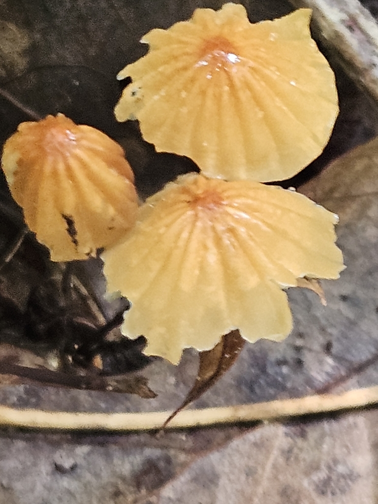 Orange Pinwheel · August 2026 · photo: Photo: (c) willingarden, some rights reserved (CC BY) · iNaturalist