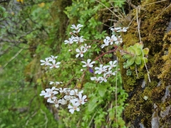 Saxifraga cotyledon, photograph (c) Karl Palsson, some rights reserved (CC BY)