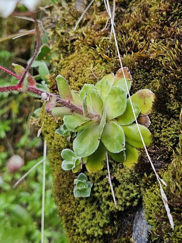 Saxifraga cotyledon, photograph 4