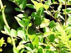 Acanthocephala declivis