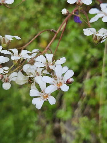 Saxifraga cotyledon, photograph 5