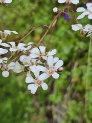 Saxifraga cotyledon, photograph (c) Karl Palsson, some rights reserved (CC BY)