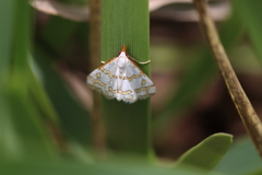 Leptosteges